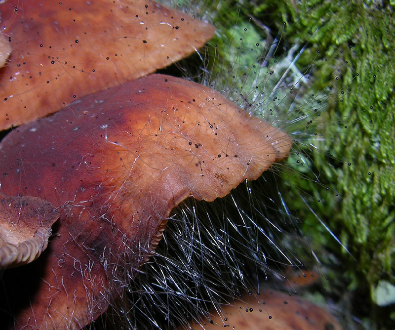 Ritrovamenti del 17 agosto.